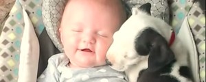 Amizade entre recm-nascida e filhote de pitbull vira hit