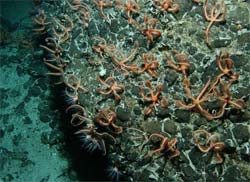 Cientistas descobrem colnia de serpentes-do-mar 
