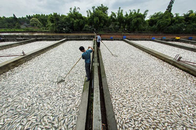Chineses removem 400 toneladas de peixes que morreram em viveiros