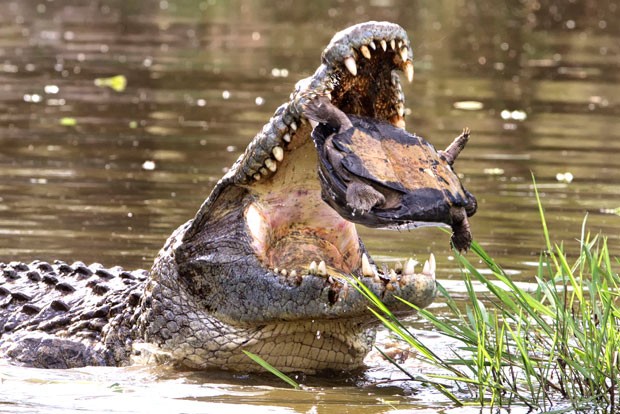 Crocodilo enorme desiste de devorar tartaruga