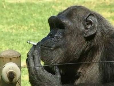 Morre Charlie, o chimpanz fumante