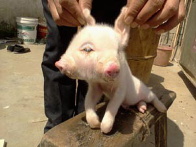 Mutao gentica faz porco nascer com duas faces na China  