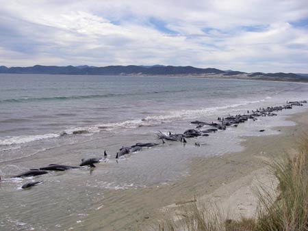 Turistas encontram 107 baleias-piloto encalhadas na Nova ZelZelndia
