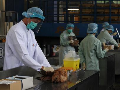 Hong Kong testa frangos para evitar propagao de vrus da China  