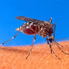 Mosquitos transgnicos abrem nova frente no combate  malria