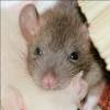 Afrodisaco para ratos poder ajudar a tratar viciados