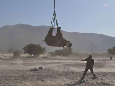 Rinocerontes ameaados por caa vo para santurio de helicptero