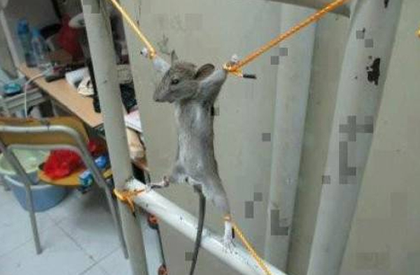 Revoltado, homem tortura rato que comeu parte do seu salrio