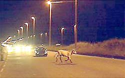 Carro atropela vaca na Avenida Brasil