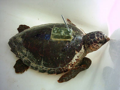 Tartarugas marinhas libertadas no se readaptam ao mar, mostra estudo