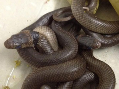 Cobras venenosas nascem em armrio de menino de 3 anos  
