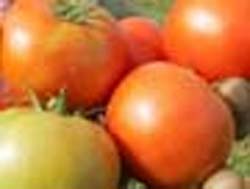 Comer tomate todo dia ajuda a proteger a pele, diz estudo