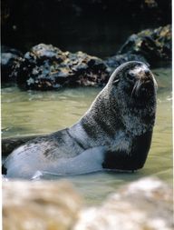Brasileira descobre nova espcie de lobo-marinho no Peru 