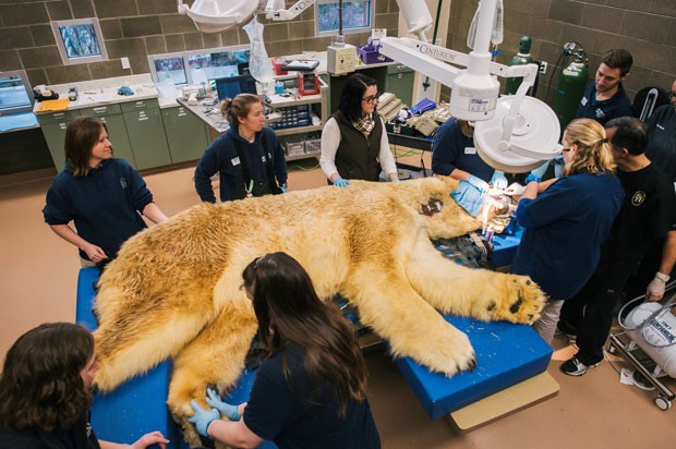 Zoo dos EUA monta megaoperao para tratar dentes de urso po