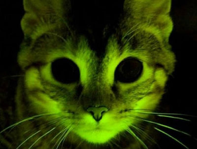 Gato fluorescente testa tratamento anti HIV 