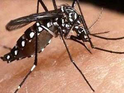 Secretaria de sade do ES registra queda de 69% em casos de dengue
