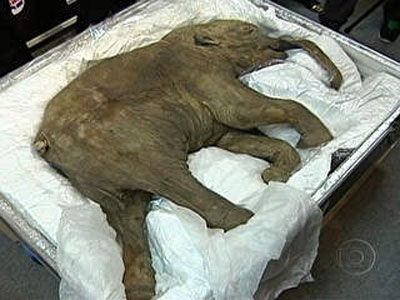Mamute mais bem conservado do mundo ser exposto em Hong Kong