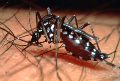Bahia confirma 53 mortes por dengue em 2009