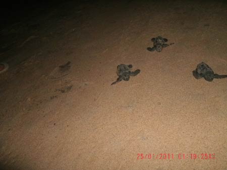 Tartarugas Marinhas eclodem em Maratazes.