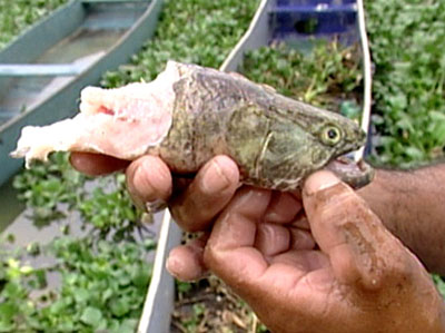 Piranhas devoram espcies nativas e pesca tem prejuzo no ES