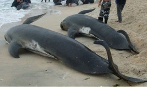 Cerca de 58 baleias morrem na costa da Nova Zelndia 
