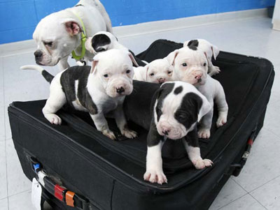 Abrigo recebe 132 pedidos de adoo para 6 cachorrinhos achados em mala