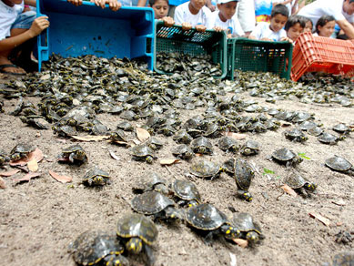 Mais de 10 mil filhotes de tartarugas so soltos em rio de Mato Grosso