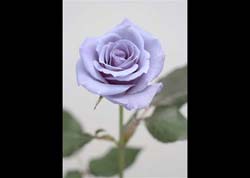 Empresa japonesa vai vender rosa transgnica de cor azulada