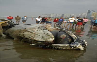 Baleia jubarte  encontrada morta na Praia Grande