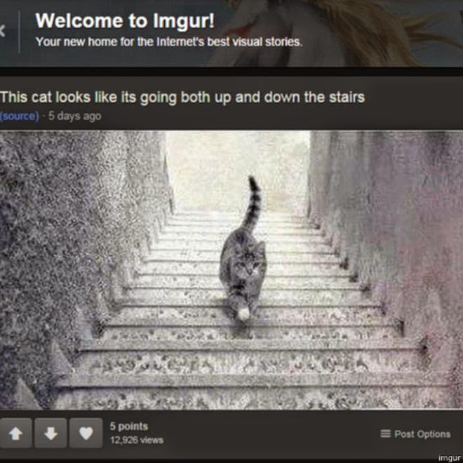 Foto de gato em escada  vira novo viral em redes sociais
