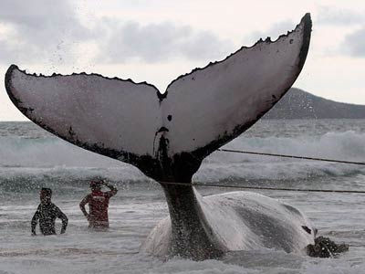 Praia de Bzios onde baleia encalhou  liberada para o banho