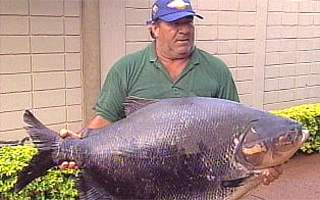 Comerciante afirma ter fisgado peixe de 42,5 kg