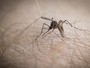 Confirmado o primeiro caso de febre chikungunya em Gois