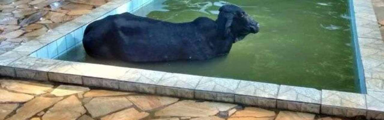 Vaca cai em piscina e  resgatada pelos bombeiros em MG