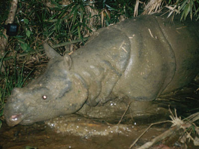 Rinocerontes-de-java podem ter sido extintos no Vietn