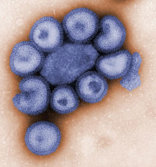Mxico detecta mutao do vrus da gripe 