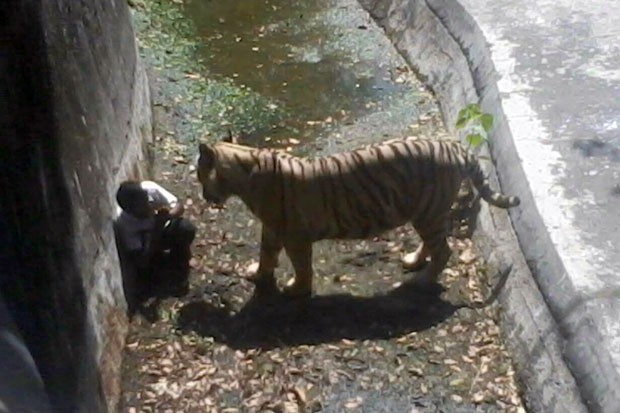 Tigre mata estudante que entrou em sua jaula em zoolgico