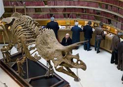 Esqueleto de dinossauro ser leiloado em Paris