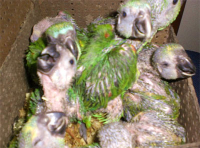 PF apreende 200 filhotes de papagaio no Rio