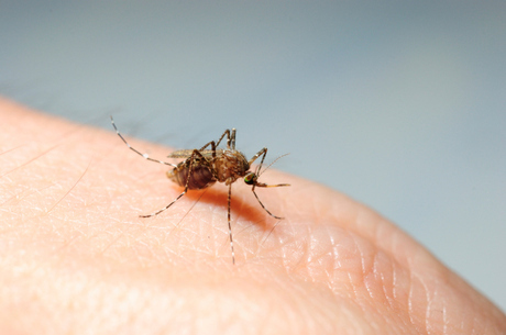 Cai o nmero de mortes causadas pela dengue