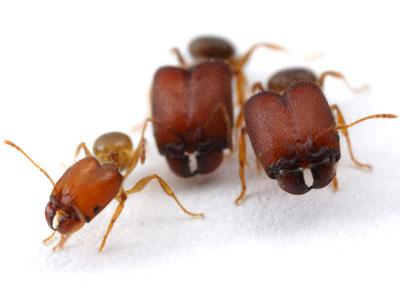 Formigas usam traos de ancestrais para fazer 