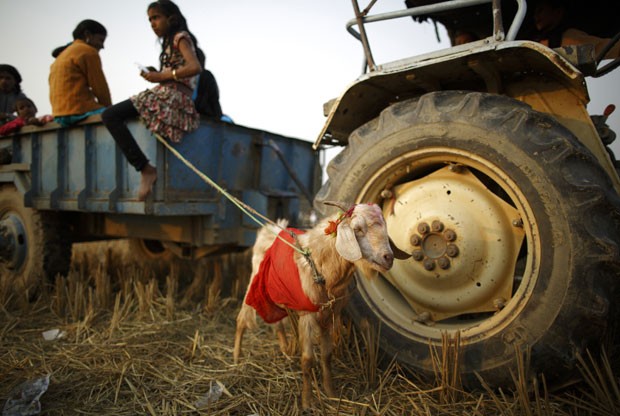 Vilarejo do Nepal inicia sacrifcio de animais em meio a pro