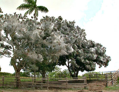 Aranhas cobrem rvores com teias gigantes em Iranduba, no Amazonas