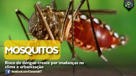 Risco de dengue cresce por mudanas no clima e urbanizao