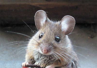 Cientistas conseguem implantar memrias falsas em ratos