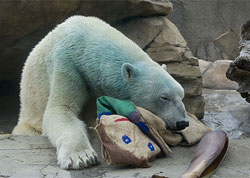 Brinquedo solta tinta e deixa urso polar azul nos EUA