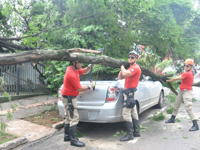 rvore atinge carros e telhados no Centro de Campo Grande