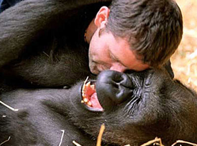 Cientistas fazem ccegas em gorilas para estudar evoluo da gargalhada