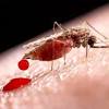 Surto de malria na ndia deixa pelo menos 60 mortos