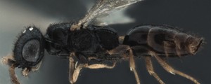 Bilogo nomeia novas espcies de vespa inspirado 